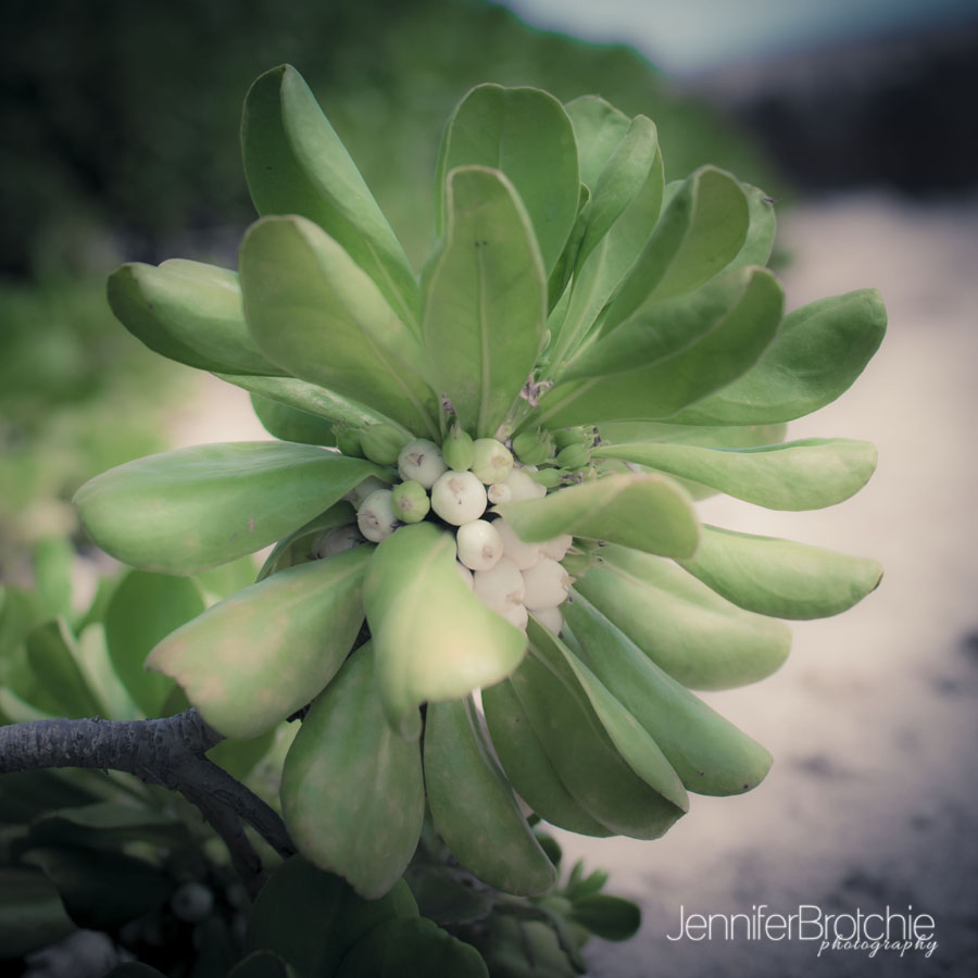 flower and plant, nature photography at koolina lagoons