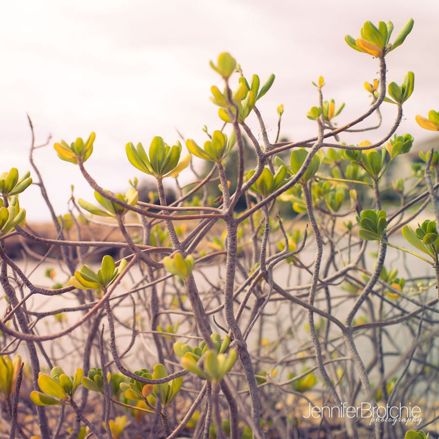 nature photography at marriott beach villas, family photographer