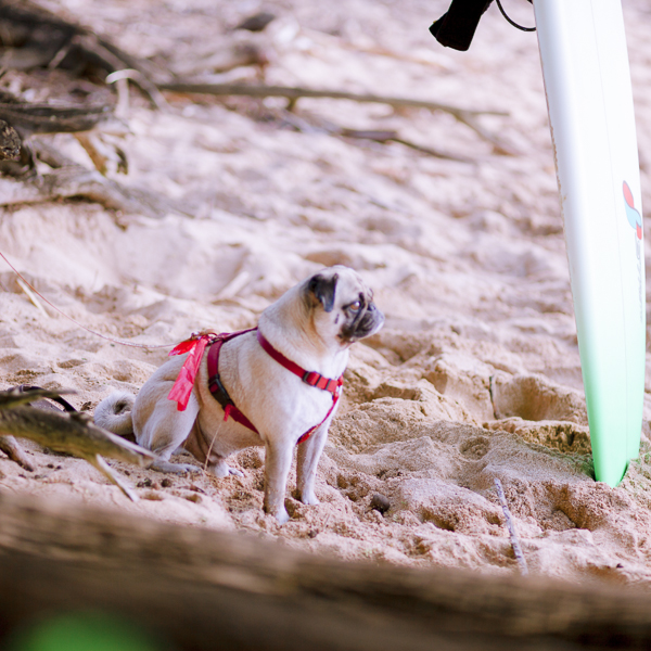 oahu family photographer beach waikiki honolulu disney resort aulani marriott ihilani 