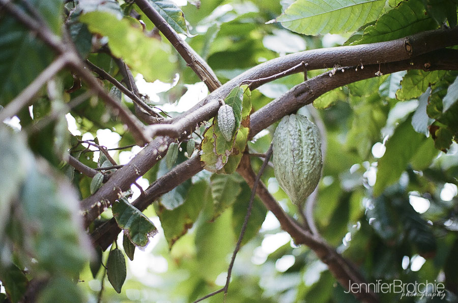 Oahu things to do, places to visit, North Shore, Wailua Sugar Mill