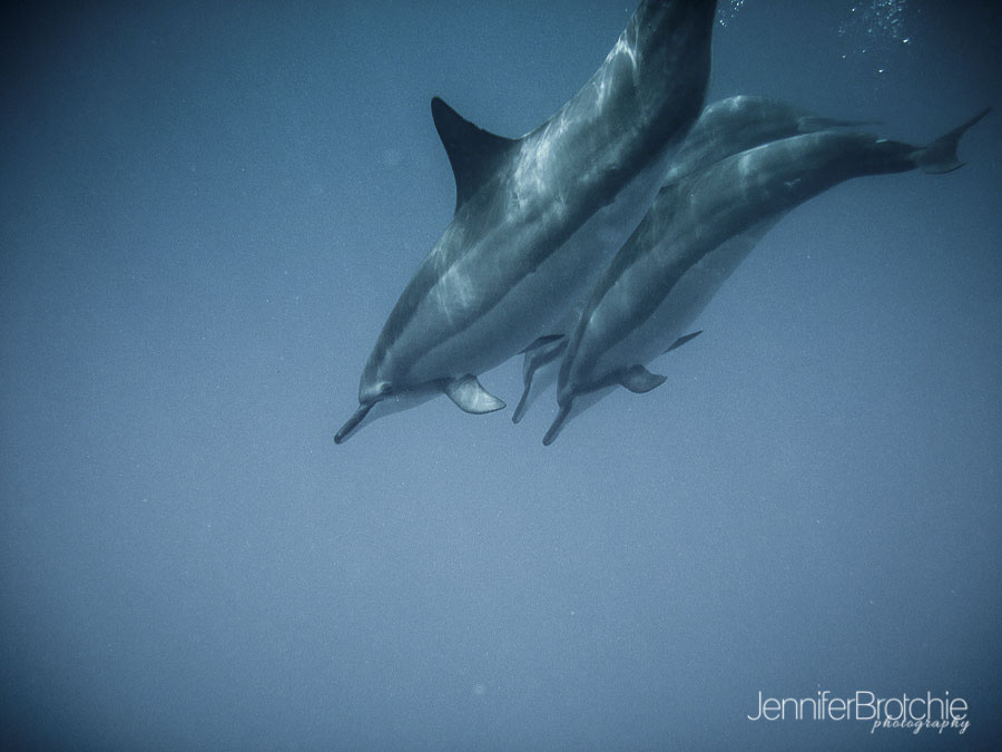oahu-famiily-photographer-swim-with-dolphins-hawaii-2