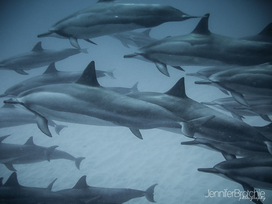 oahu-famiily-photographer-swim-with-dolphins-hawaii-3