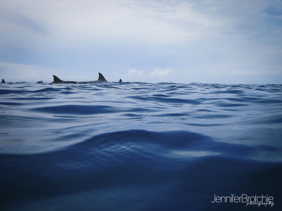 oahu-famiily-photographer-swim-with-dolphins-hawaii-5