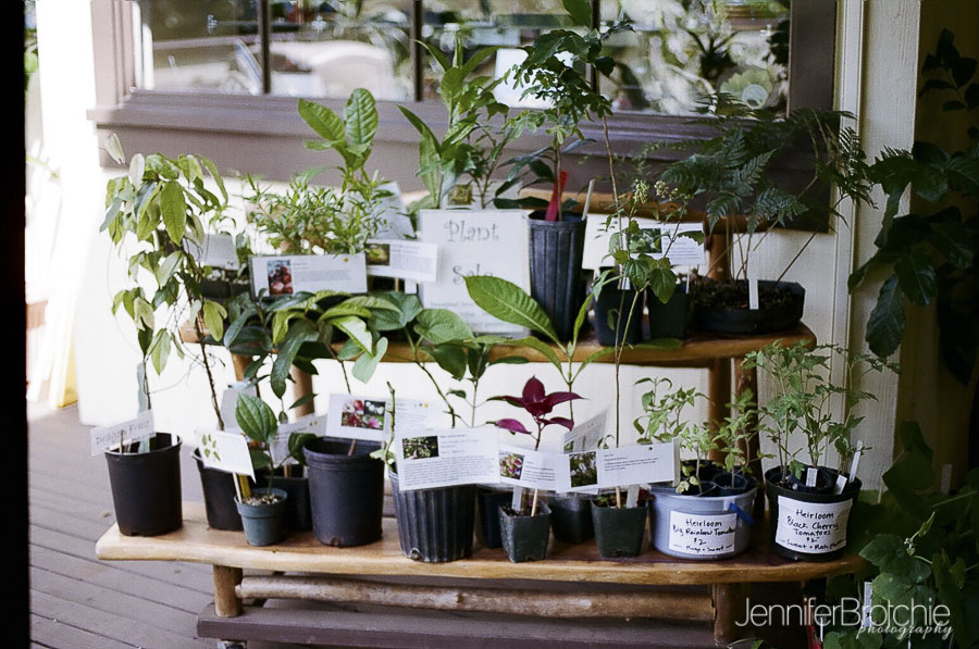 Waimea Falls, North Shore, things to do, places to visit, hiking on Oahu, Botanical Gardens, Waterfalls