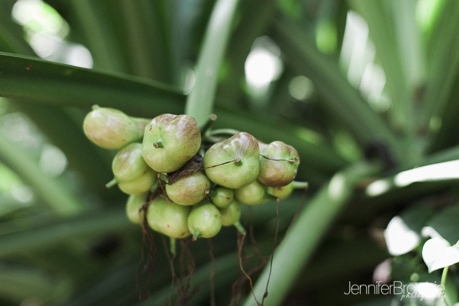 oahu-things-to-do-waimea-falls-places-to-visit-hiking-15