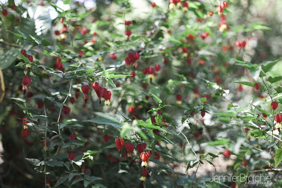 oahu-things-to-do-waimea-falls-places-to-visit-hiking-16