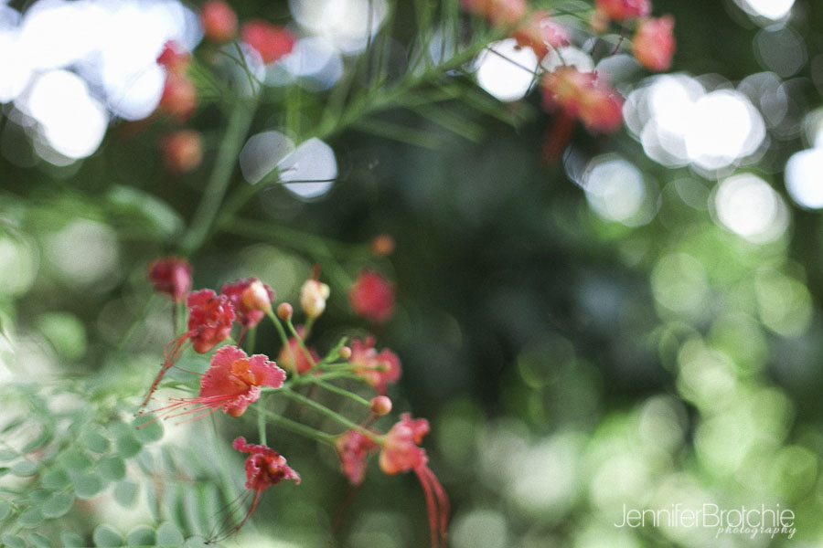 oahu-things-to-do-waimea-falls-places-to-visit-hiking-17