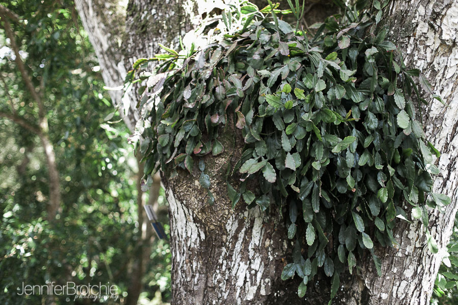 oahu-things-to-do-waimea-falls-places-to-visit-hiking-18