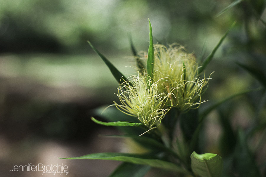 oahu-things-to-do-waimea-falls-places-to-visit-hiking-19