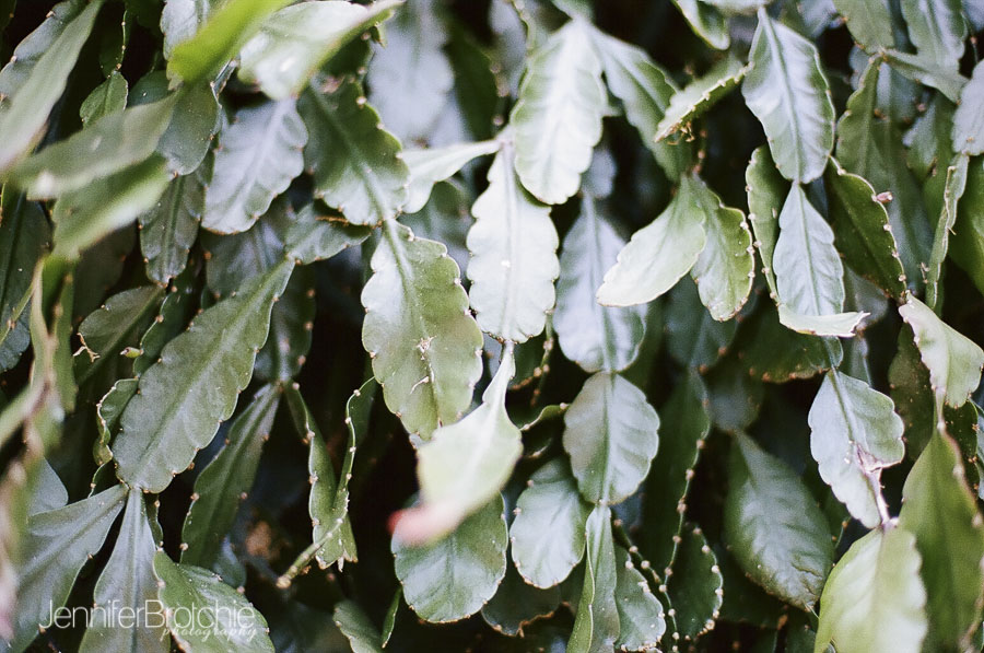 oahu-things-to-do-waimea-falls-places-to-visit-hiking-2