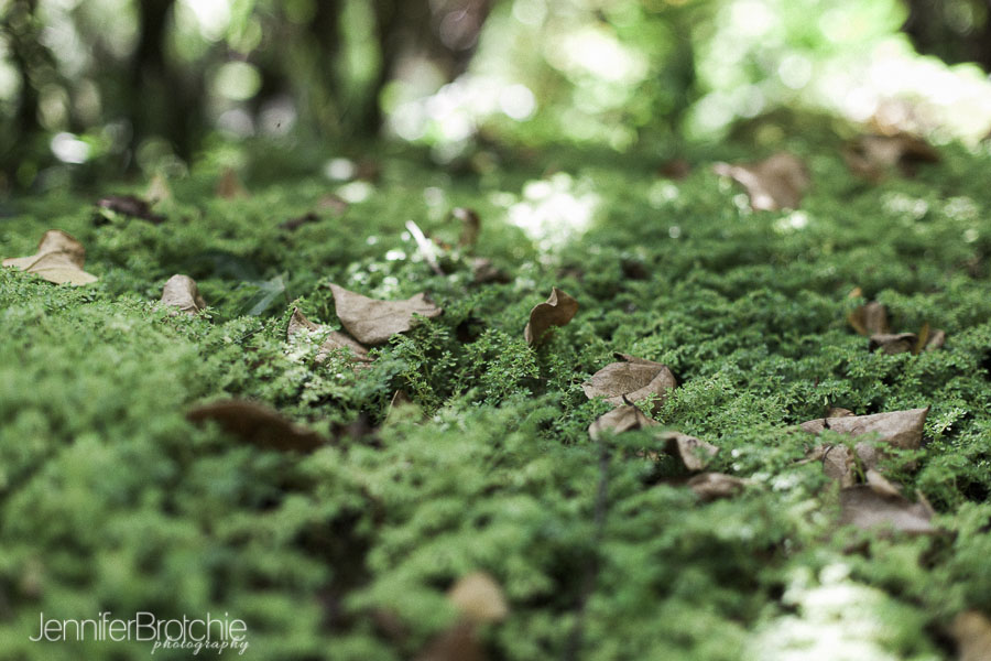 oahu-things-to-do-waimea-falls-places-to-visit-hiking-20