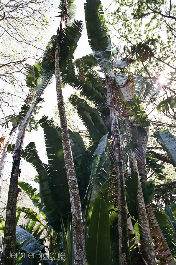 oahu-things-to-do-waimea-falls-places-to-visit-hiking-4