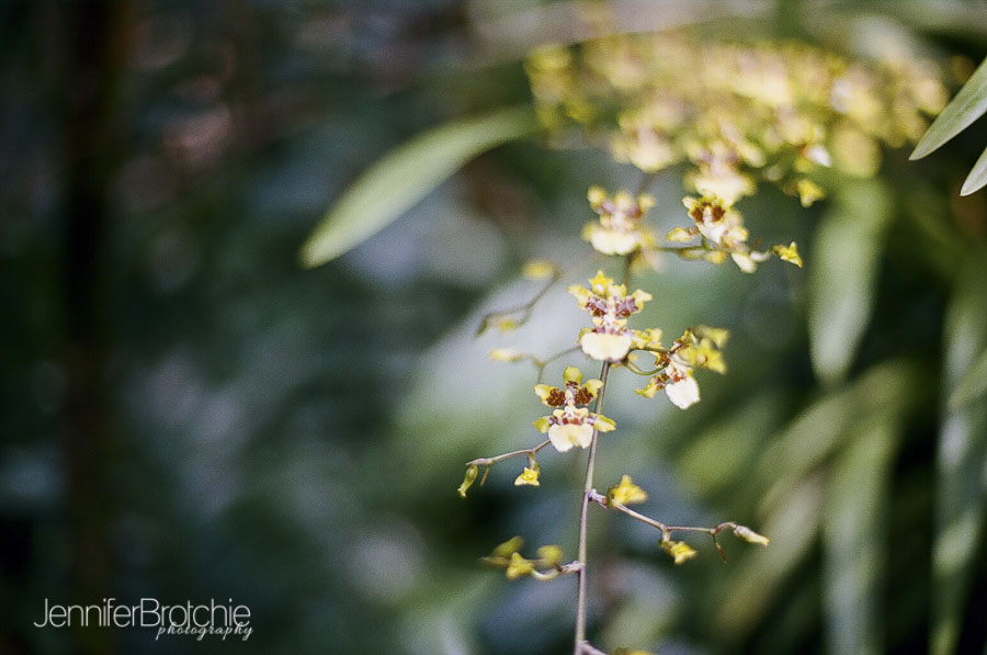 oahu-things-to-do-waimea-falls-places-to-visit-hiking-7