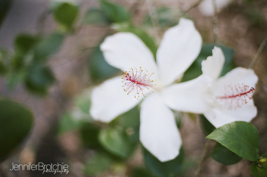 oahu-things-to-do-waimea-falls-places-to-visit-hiking-8