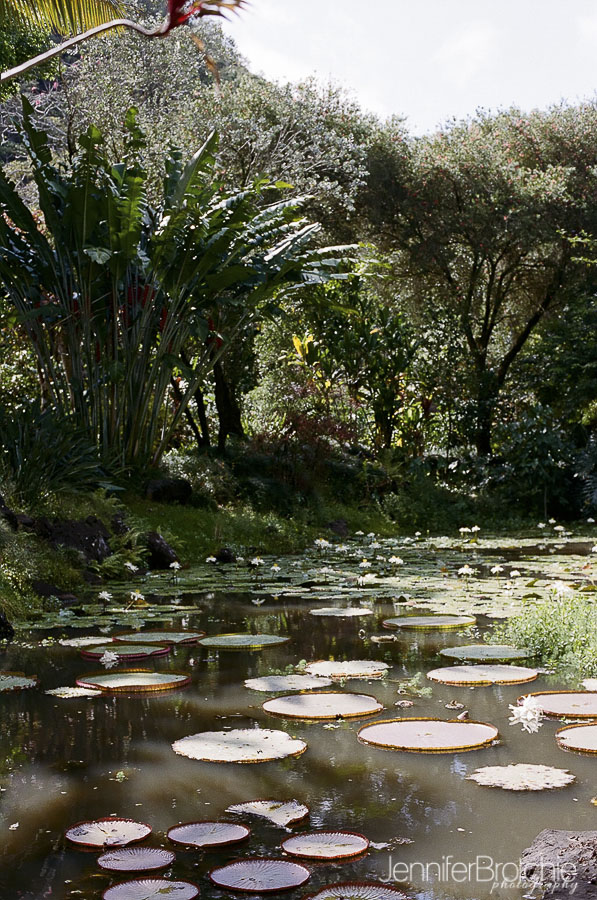 Waimea Falls, North Shore, things to do, places to visit, hiking on Oahu, Botanical Gardens, Waterfalls