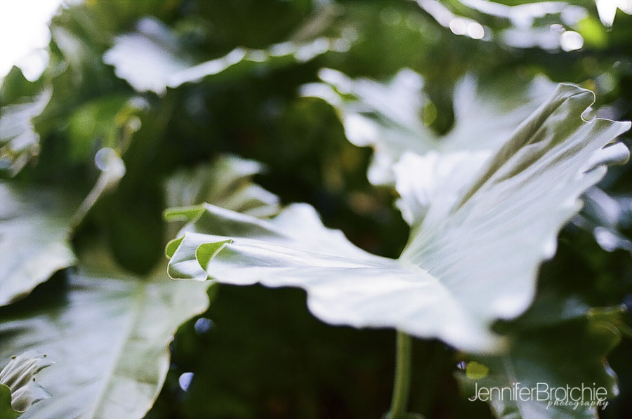 Waimea Falls, North Shore, things to do, places to visit, hiking on Oahu, Botanical Gardens, Waterfalls