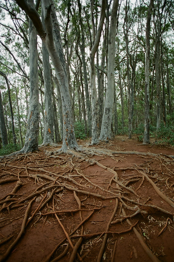 Oahu Hiking Trails, Things to do while on Oahu, Film Photography, Nature, Easy Hikes