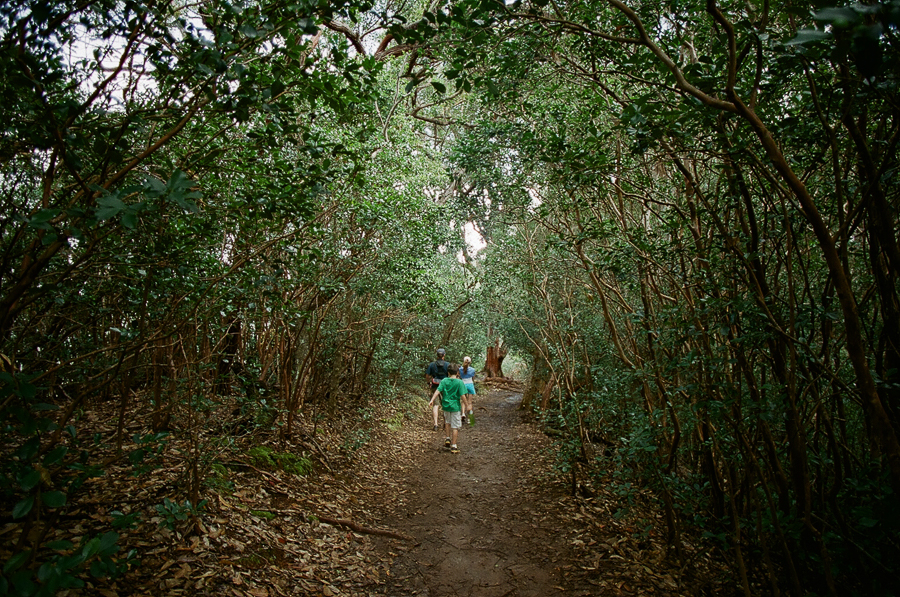 Oahu Hiking Trails, Things to do while on Oahu, Film Photography, Nature, Easy Hikes