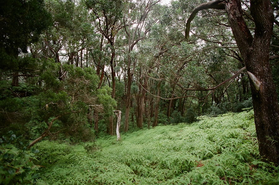 Oahu Hiking Trails, Things to do while on Oahu, Film Photography, Nature, Easy Hikes