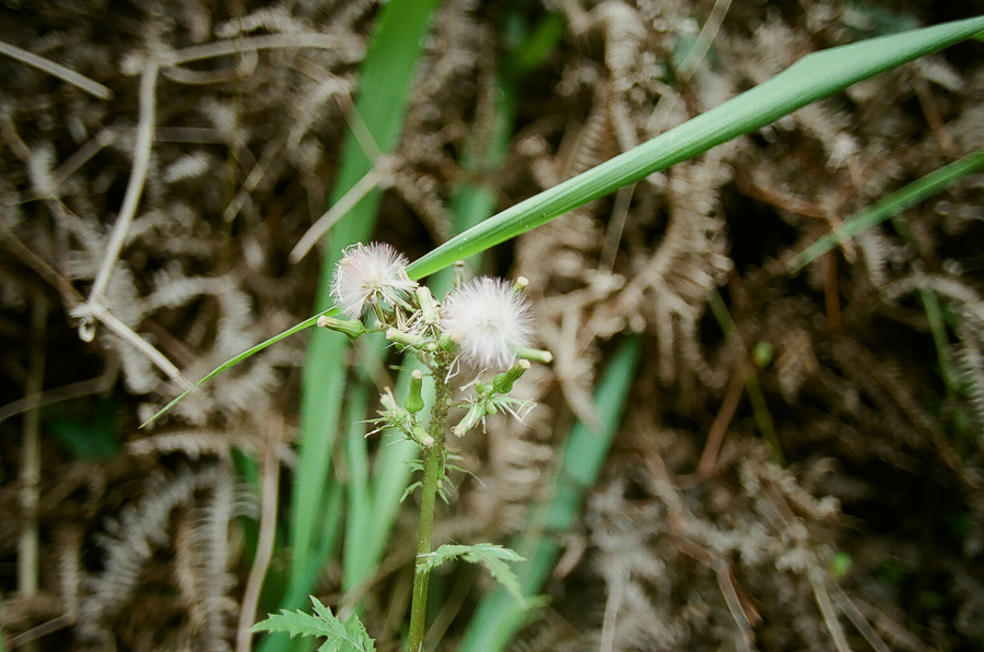 Oahu Hiking Trails, Things to do while on Oahu, Film Photography, Nature, Easy Hikes