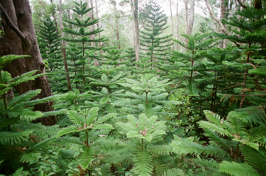 Oahu Hiking Trails, Things to do while on Oahu, Film Photography, Nature, Easy Hikes