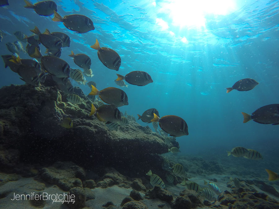 Photographer in Oahu, Family Photographer KoOlina, Disney Aulani, Things to Do in Hawaii, Snorkeling in Oahu, Water Activities in North Shore