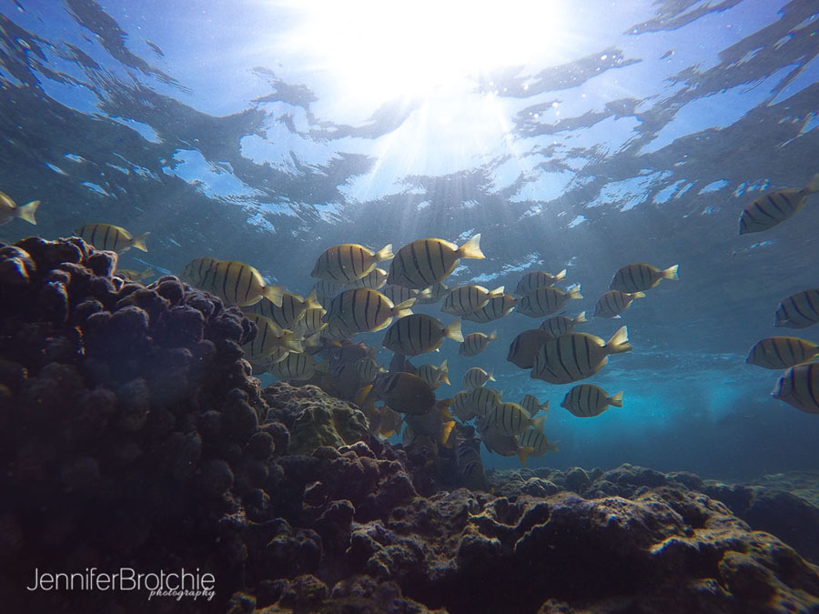 Photographer in Oahu, Family Photographer KoOlina, Disney Aulani, Things to Do in Hawaii, Snorkeling in Oahu, Water Activities in North Shore