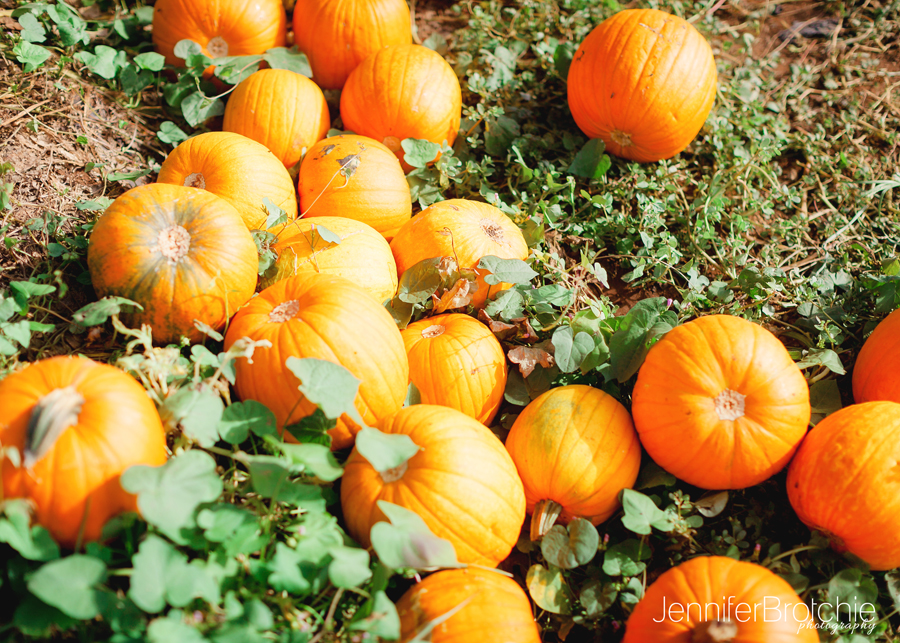 Waikiki Photographer, Oahu Family Photographer, Oahu Pumpkin Patch, Aloun Farms, Beach Portraits Oahu, Disney Aulani Photographer, Turtle Bay Resort Photographer