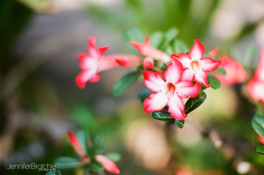 Oahu Family Photographer, Photographer in KoOlina, Disney Aulani Photo Shoots, Waikiki Professional Photography, Four Seasons Family Photographer, Best Affordable Portrait Beach Photographer Oahu