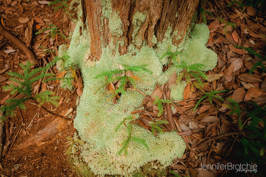 Oahu Hikes, Easy Hikes on Oahu, Hawaii. Photographer at Disney Aulani, Turtle Bay Resort Beach Portraits, Waikiki Photo Shoots, Things to Do on Oahu, Easy Nature Hikes with Kids