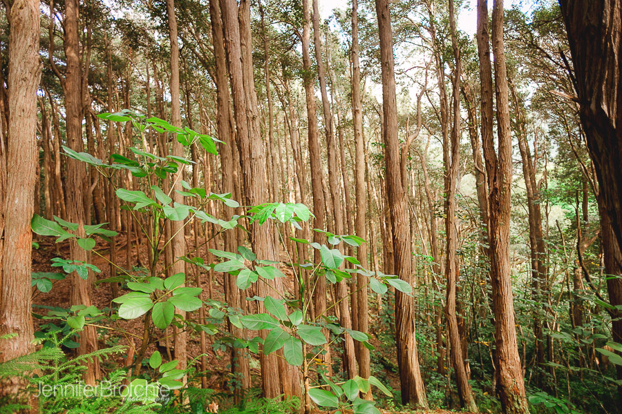 Oahu Hikes, Easy Hikes on Oahu, Hawaii. Photographer at Disney Aulani, Turtle Bay Resort Beach Portraits, Waikiki Photo Shoots, Things to Do on Oahu, Easy Nature Hikes with Kids