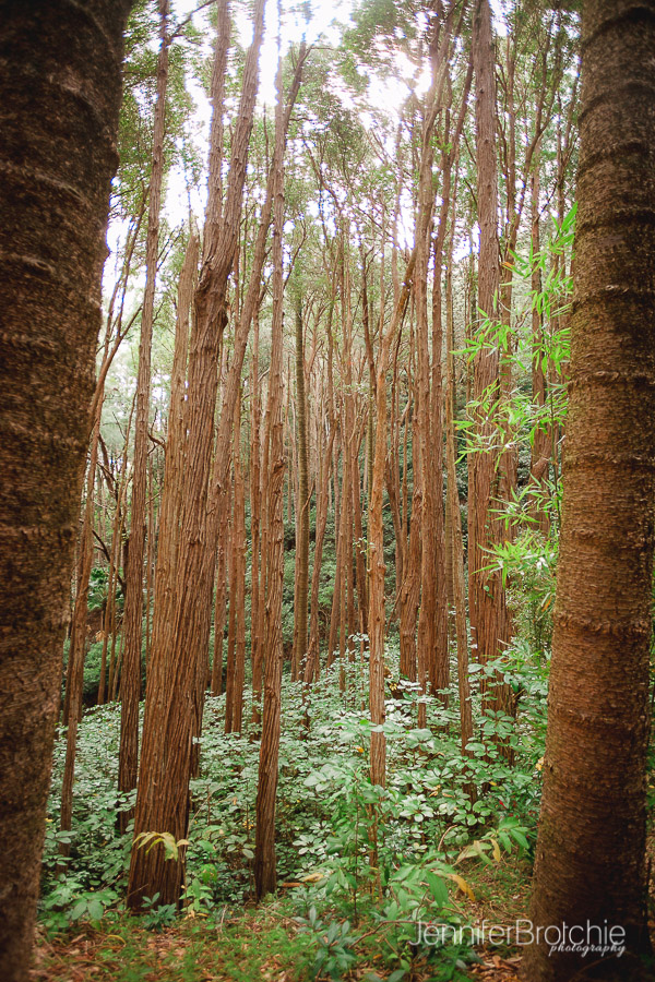 Oahu Hikes, Easy Hikes on Oahu, Hawaii. Photographer at Disney Aulani, Turtle Bay Resort Beach Portraits, Waikiki Photo Shoots, Things to Do on Oahu, Easy Nature Hikes with Kids