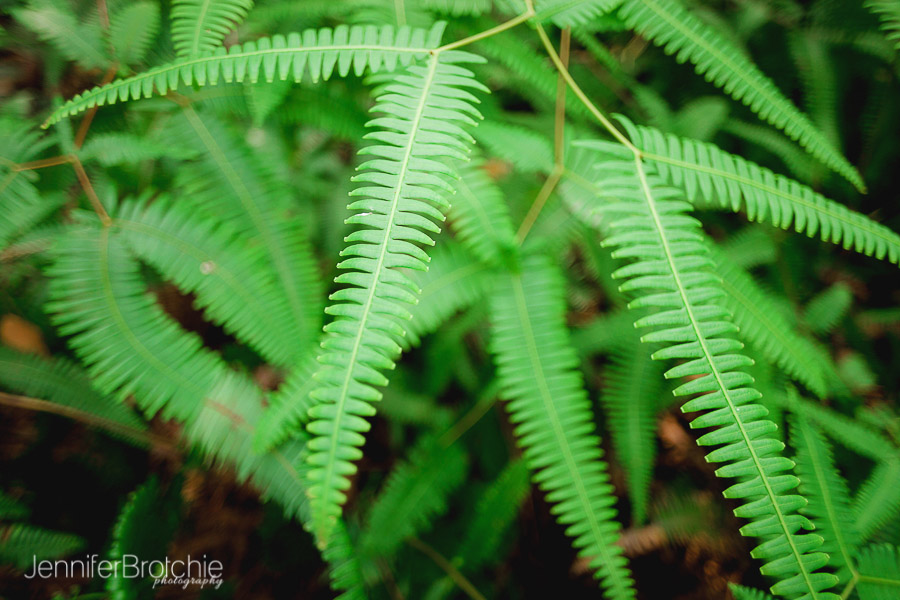 Oahu Hikes, Easy Hikes on Oahu, Hawaii. Photographer at Disney Aulani, Turtle Bay Resort Beach Portraits, Waikiki Photo Shoots, Things to Do on Oahu, Easy Nature Hikes with Kids