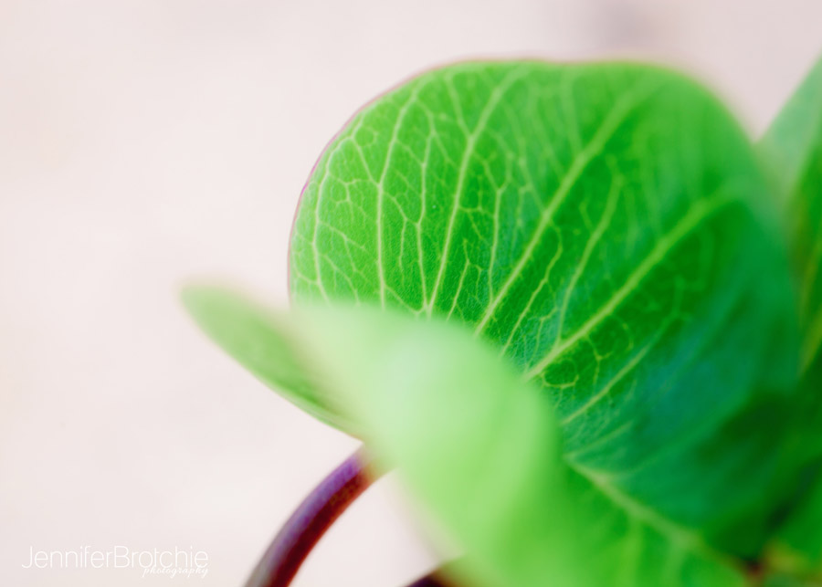 Oahu Photographer, Family Portraits on the Beach, Hawaii Photographer, Disney Aulani Photos Pass, Turtle Bay Resort Professional Pictures, KoOlina Photographer