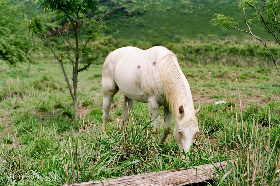 Oahu Family Photographer, Film Photographer on Oahu, Disney Aulani Photos on the Beach, Waikiki Photographer, Turtle Bay Beach Portraits
