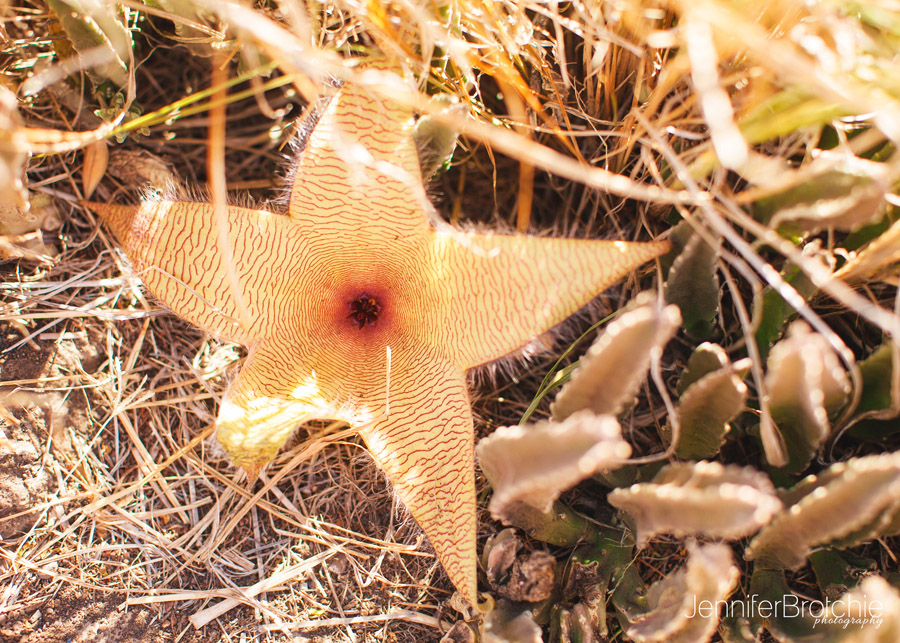 Oahu Photographer, Family Photographer in Oahu, Hiking in Oahu, Makapuu Lighthouse Trail in Oahu