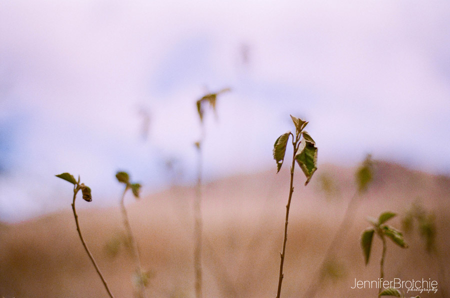 Oahu Photographer, Oahu Family Photographer, Oahu Film Photographer, Photographer in Waikiki, Family Portraits in KoOlina, Turtle Bay Resort Beach Photos