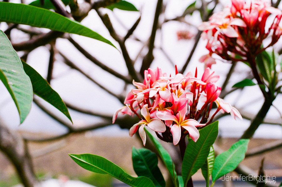 Oahu Photographer, Oahu Family Photographer, Oahu Film Photographer, Photographer in Waikiki, Family Portraits in KoOlina, Turtle Bay Resort Beach Photos