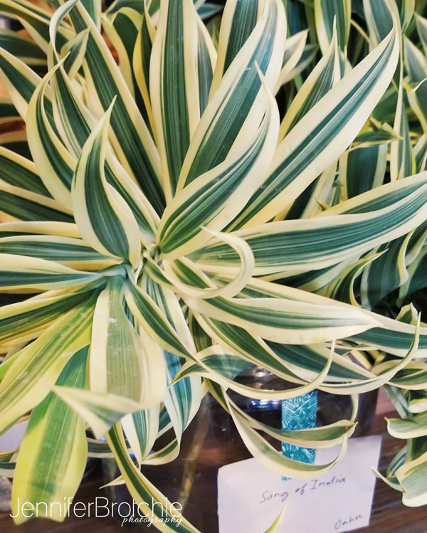 Oahu Photographer, Oahu Family Photographer, Beach Photo Shoots in Oahu, Photographer in Waikiki, Best Affordable Beach Photo Shoots