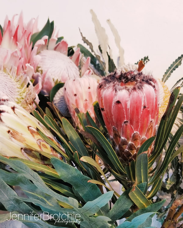 Oahu Photographer, Oahu Family Photographer, Beach Photo Shoots in Oahu, Photographer in Waikiki, Best Affordable Beach Photo Shoots