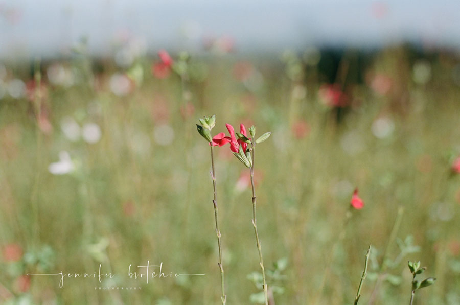 Redlands Family Photographer, Childrens Photographer, Portrait Photographer, Professional Photos in Redlands