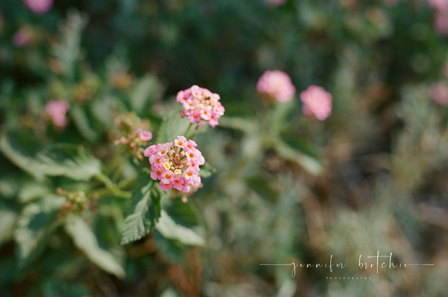 Redlands Family Photographer, Childrens Photographer, Portrait Photographer, Professional Photos in Redlands