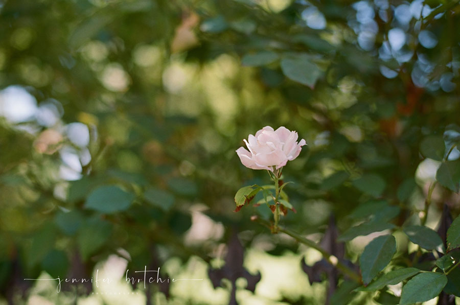 Redlands Family Photographer, Childrens Photographer, Portrait Photographer, Professional Photos in Redlands