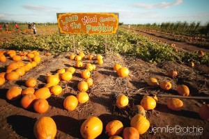 Pumpkins Aloun Farms Kapolei Oahu photo
