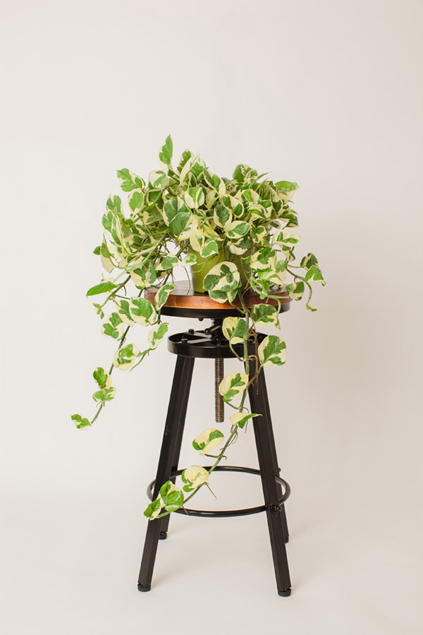 Inland Empire Photographer, Redlands Family Photographer, Social Media Curator, Indoor Plants Inland Empire