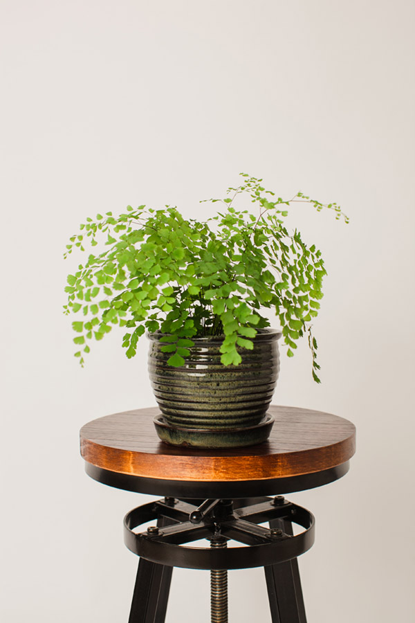 Inland Empire Photographer, Redlands Family Photographer, Social Media Curator, Indoor Plants Inland Empire