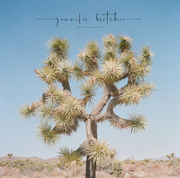 Redlands Photographer, Joshua Tree Road Trip, Inland Empire Photographer, Suburban Overlanding