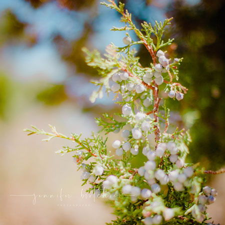 Redlands Family Photographer, Overlanding, 4x4, Caruthers Canyon, Camping in SoCal