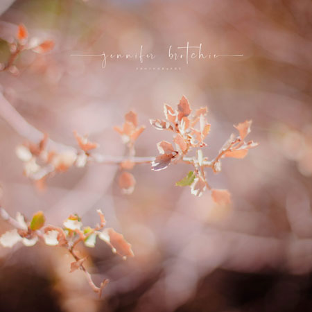 Redlands Family Photographer, Overlanding, 4x4, Caruthers Canyon, Camping in SoCal